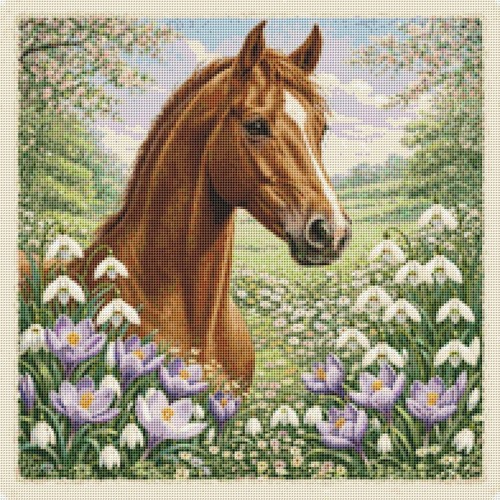 Anglo arabisches pferd - anglo-arabisches, im