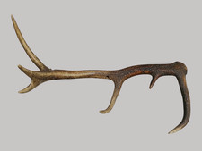 Geweih Abwurfstange Hirsch