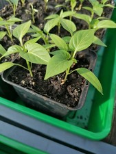 10 Blockpaprika Sätzlinge