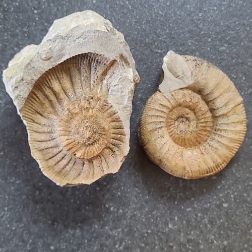Fossiler ammonit - fossiler,