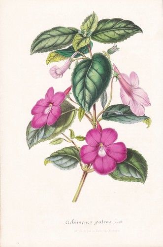 Achimenes patens mexico botany - mexico,