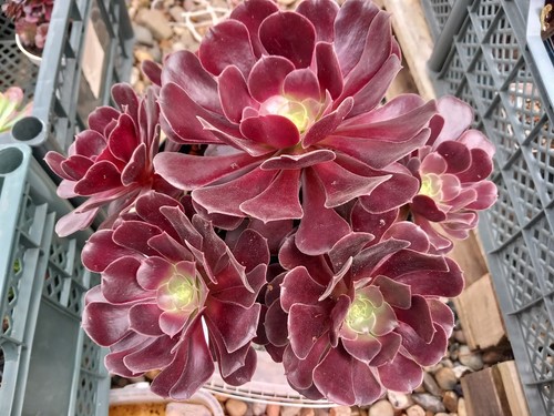Aeonium velour - aeonium,