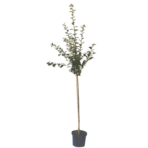Konstantinopler apfelquitte - konstantinopler,