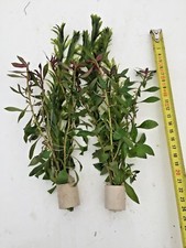 2 in 1 Bundpflanzen. 1 Bund  Aquariumpflanzen Wasserpflanzen  Holländischer Stil