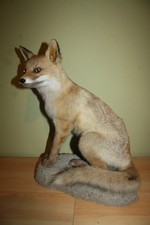 Tierpräparat Fuchs, Rotfuchs