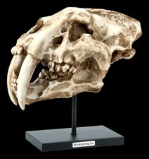 Säbelzahntiger Totenkopf auf