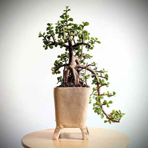 Zimmerbonsai jadebaum - zimmerbonsai,