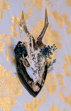 Echter Rehbockschädel