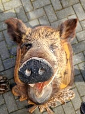 Keilerkopf ,Tierpräparat