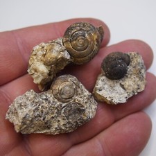 3pcs 33gr Snail Cepaea