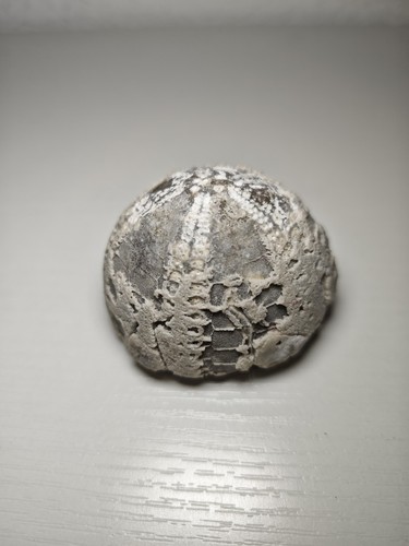 Seeigel fossil 5 - seeigel, 5,5cm
