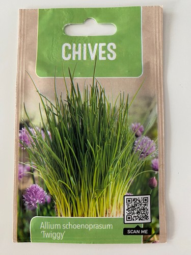 Schnittlauch allium - schnittlauch,