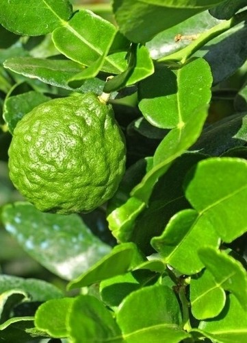 Limettenbaum - x,