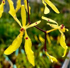 Renanthera citrina species - renanthera,