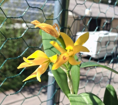 Cattleya aurantiaca var flava - aurantiaca, var.