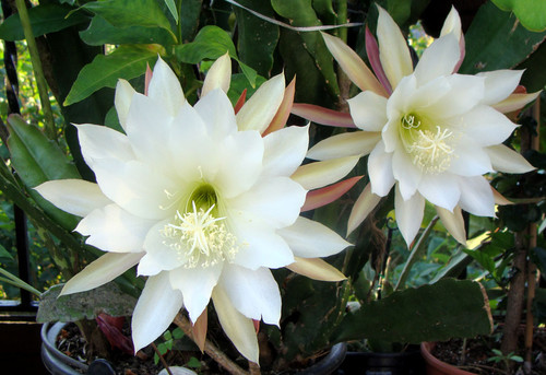 Blattkaktus epiphyllum hybride - blattkaktus,