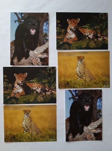 Ansichtskarten raubkatzen 6er - ansichtskarten,