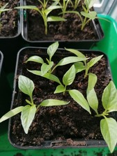 10 Türkisch Red Spitz-Paprika