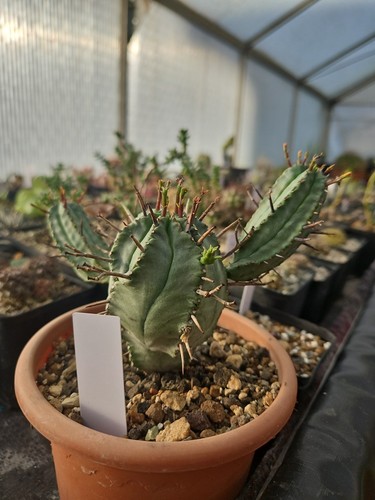 Euphorbia pillansii kakteen - ,