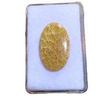 Petoskey Stein - Fossile