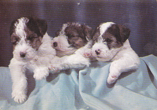 Foxterrier terrier puppys - ,