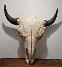 Nordamerika Trophäe Bison