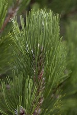 Pinus heldreichii 'Helmers