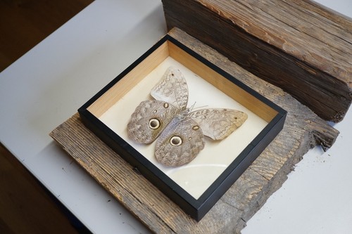 Schmetterling caligo - schmetterling,
