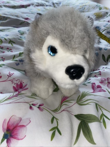Lappland blue eye - husky, hund
