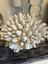 Seltene weiße Steinkoralle 3,6kg Maße 28/21/17 Top Zustand