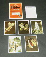 5 DDR-Zigaretten Sammelbilder in orig.Bilder-Tüte,,Roßkastanie" Volk u.Bild 1954