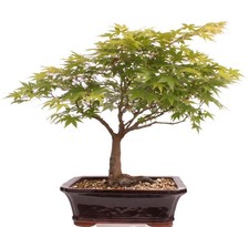 Bonsai - Acer palmatum, Japanischer Fächerahorn 218/250