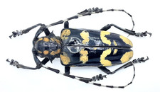 Cerambycidae, Anoplophora