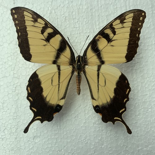 Entomologie*Papilio