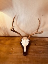 Geweih, Rotwild, Gehörn