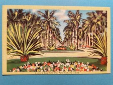 Alte AK von A view of Royal Palm Way. Palm Beach, Florida, nicht gelaufen