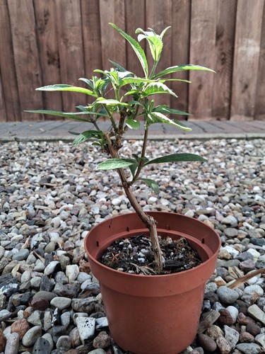 Pre bonsai buddleja - pre-bonsai,,
