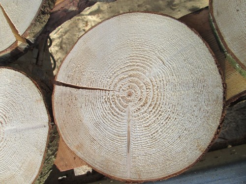 Stück baumscheiben mit - 10,