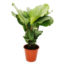 XXL-Schattenpflanze im Zebra-Look Calathea orbifolia 19cm Topf ca. 70-80cm hoch