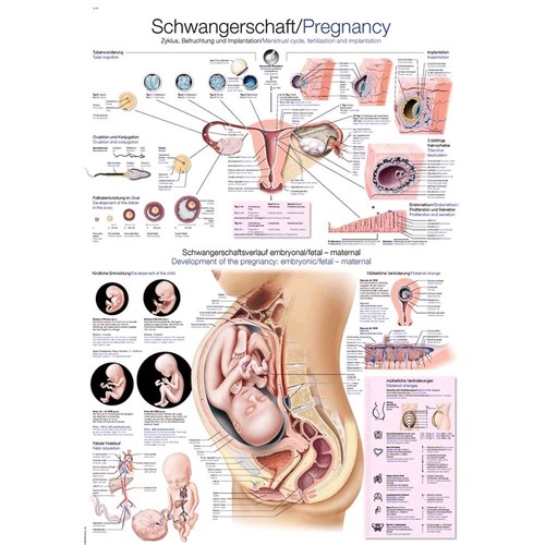 Anatomische lehrtafel - anatomische,