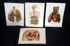 Anatomische tafeln drucke um - tafeln.,