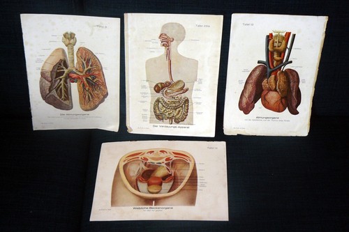 Anatomische tafeln drucke um - anatomische, tafeln.