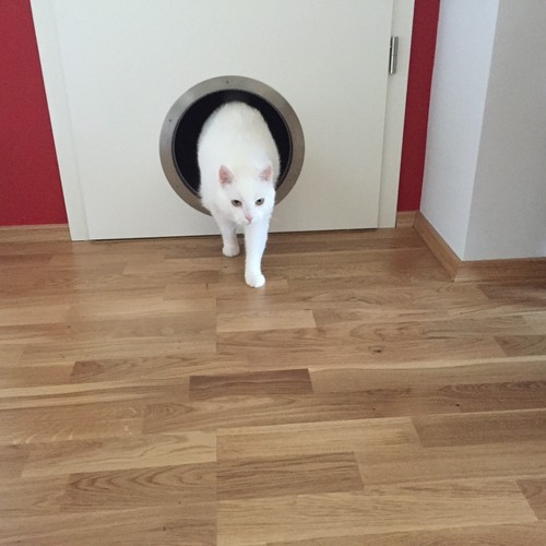 Katzenklappe katzenschlupf - "katzenklappe",