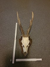 Hirschgeweih Gehörn Geweih Reh Bock Hirsch 6 Ender Trophäe Deko Holz Brett Nr 12