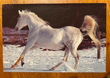 Pferdepostkarte AK Postkarte Pferd Araber