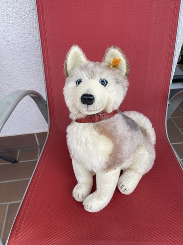 Steiff husky sitzend - husky, cm
