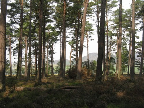 Foto balblair wood - foto, a3