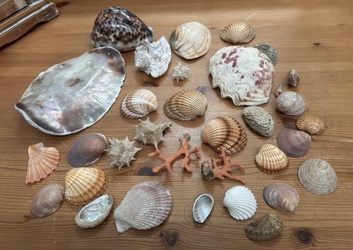 Muschelsammlung muschel - muschelsammlung,