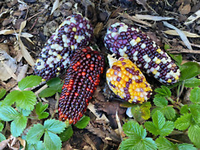 Ziermais Samen , Bunter Mais (Herbstdeko) 40 Samen