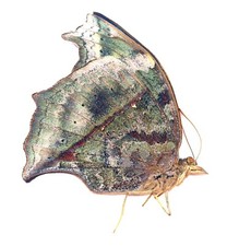 LEPIDOPTERA, NYMPHALIDAE
